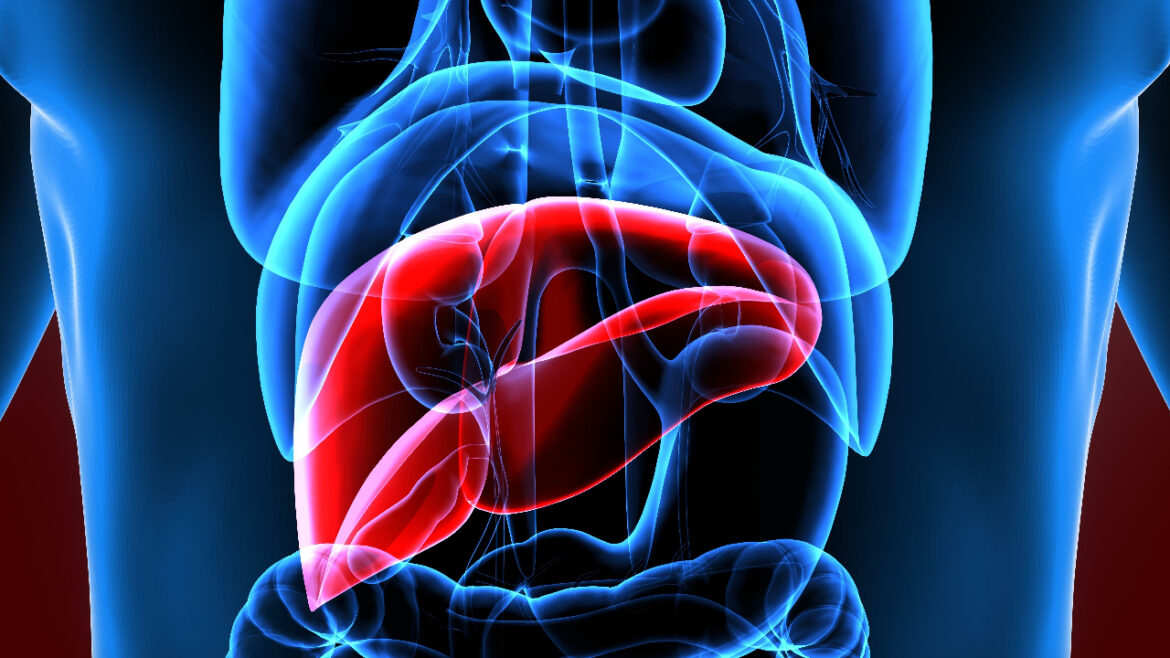 Abstract illustration of liver in torso